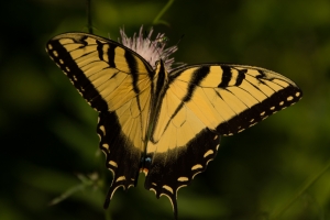 TallTimbers_2014-07-23 - Swallowtail, Tiger (2)