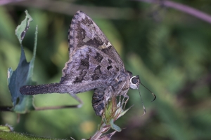 TallyNrSage-2017_09_23 - Dorantes Longtail (1)