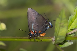 TallyNrSage-2017_09_23 - Hairstreak, Great Purple -26-Fullsized-webpage