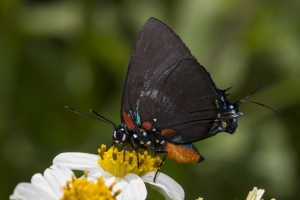 TallyNrSage-2017_09_23 - Hairstreak, Great Purple -35-Fullsized-webpage