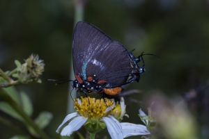 TallyNrSage-2017_09_23 - Hairstreak, Great Purple -54-Fullsized-webpage