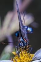 TallyNrSage-2017_09_23 - Hairstreak, Great Purple -98-Fullsized-webpage