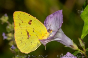 Tay_BBSpringCreek_2018_09_17 - Sulphur, Cloudless
