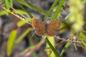 Tay_BBSpringCrek_2018_09_17 - Metalmark, Little-webpage