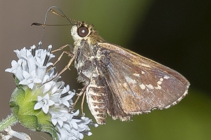 Tay_BBSpringCrek_2018_09_17 - Roadside-Skipper, Lace-Winged missing hindwing (2)