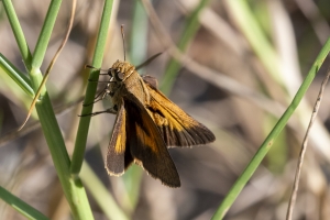 Tay_BBWMA-HickM_2019_10_12 - Skipper, Palatka (M) (1)