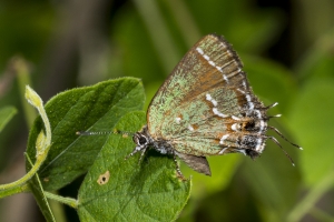 Tay_SnipeIsland-2017_10_03 - Hairstreak, Juniper (6)-websized-webpage