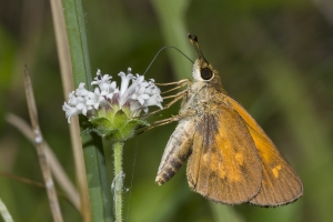 Broad-winged *