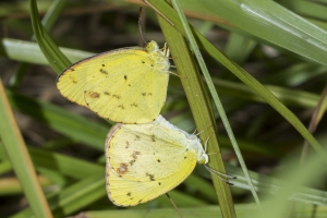 Tay_SnipeIsland-2017_10_03 - Yellow, Little, Mating (1)-Fullsized