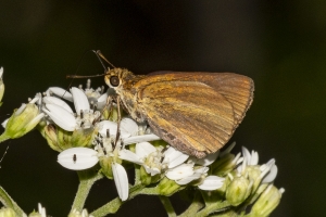 Tay_TideSwamp_2018_09_25 - Skipper, Dukes (1)