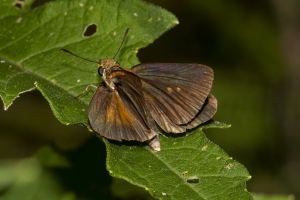 Tay_TideSwamp_2018_09_25 - Skipper, Dukes (3)