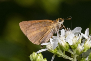 Tay_TideSwamp_2018_09_25 - Skipper, Dukes (5)