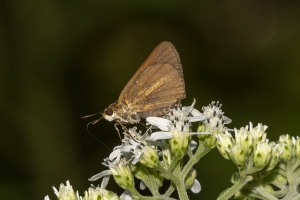 Tay_TideSwamp_2018_09_25 - Skipper, Dukes (7)