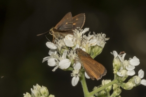 Skippers, Dukes with Byssus