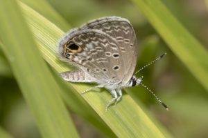 Tay_TideSwamp_2018_09_26 - Blue, Ceraunus (1)