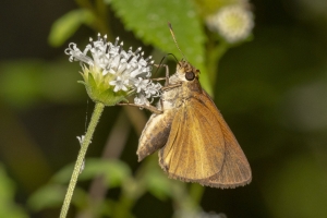 Dukes' Skipper *