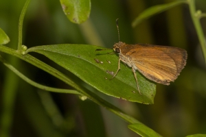 Tay_TideSwamp_2018_09_26 - Skipper, Dukes 2 (1)