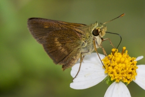 Taylor-BigBendWM_2015_09_30 - Skipper, Broken-dash, N