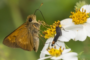 Byssus Skipper 