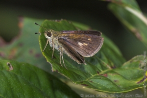 Taylor-BigBendWM_2015_09_30 - Skipper, Clouded
