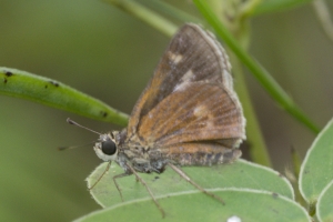Taylor-BigBendWM_2015_09_30 - Skipper, Little Glassywing (2)_a