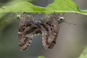 Taylor-BigBendWM_2015_09_30 - Skipper, Long-tailed, Mating (1)_a