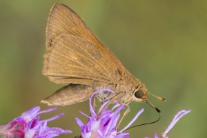 Taylor-BigBendWM_2015_09_30 - Skipper, Palatka (4)