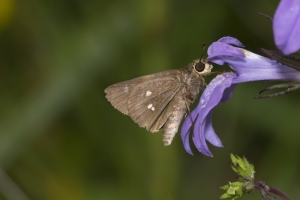 Taylor-BigBendWM_2015_09_30 - Skipper, Twin-spot