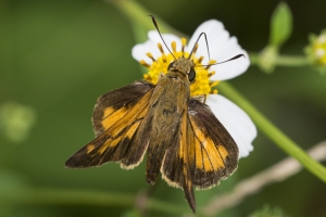 Taylor-BigBendWM_2015_09_30 - Skipper, Yehl (M) (2)