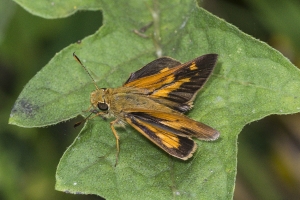 Taylor-BigBendWM_2015_09_30 - Skipper, Yehl