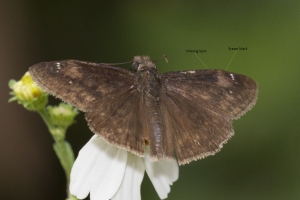 Taylor-BigBendWM_2015_09_30 - Zarucco Duskywing