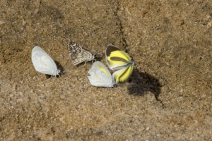 Taylor_BBendHico_2018_08_07- Yellow, Barred
