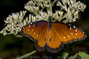 Taylor_BBendHico_2018_08_08 - Queen (2)