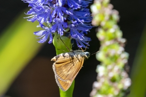 Byssus Skipper 