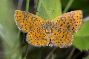 Taylor_BigBend_SpringCreek_2016_06_12 - Metalmark, Little (3)-webpage