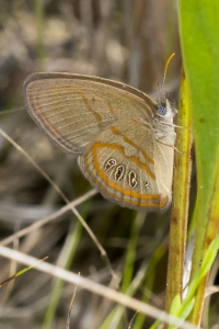 Taylor_BigBend_SpringCreek_2016_06_12 - Satyr, Georgia (2)-s