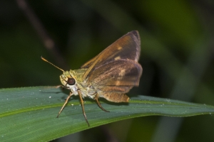 Taylor_BigBend_SpringCreek_2016_06_12 - Skipper, Broken-Dash, Northern