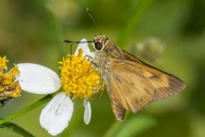 Byssus Skipper 