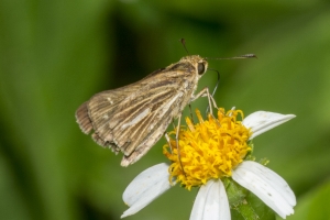 Taylor_BigBend_SpringCreek_2016_06_12 - Skipper, Salt Marsh (1)