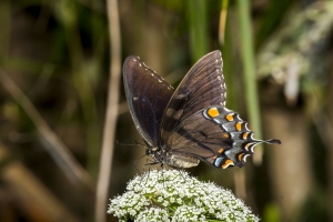 Taylor_BigBend_SpringCreek_2016_06_12 - Swallowtail, Eastern Tiger (F) Dark Form (18)-s