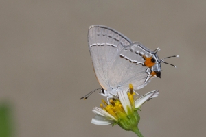 Taylr_BigBend WMA Hickory Count_2018_09_09 - Hairstreak, Gray (4)-Fullsized_1-webpage