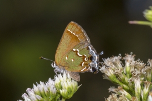 Taylr_BigBend WMA Hickory Count_2018_09_09 - Hairstreak, Juniper (12)-Fullsized-webpage