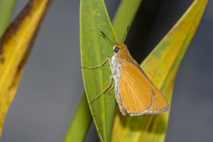 Palmetto Skipper