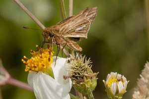 Taylr_FL_Hickory_2016_05_11 - Skipper, Salt-marsh (12)