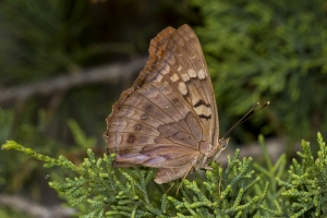Tawny Emperor *