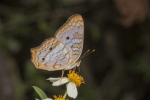 Taylr_SnipeIslnd_2018_09_11 - Peacock, White (1)-Fullsized