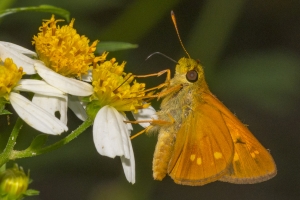 Taylr_SnipeIslnd_2018_09_11 - Skipper, Yehl (3)