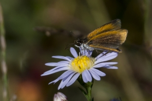 Test-PineZ_2016_11_15 - Skipper, Least (1)