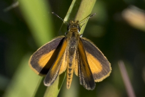 Test-PineZ_2016_11_15 - Skipper, Least (2)