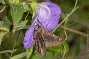 Tlh_LepCount-W_2019_07_27 - Cloudywing, Confused_2